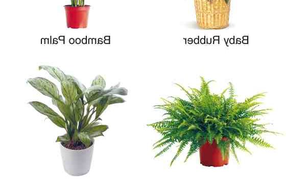 Quelles plantes pour assainir la maison ?