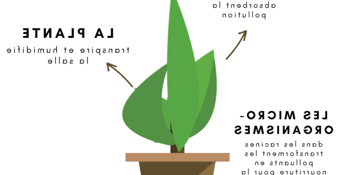 Quelles sont les plantes anti polluantes ?