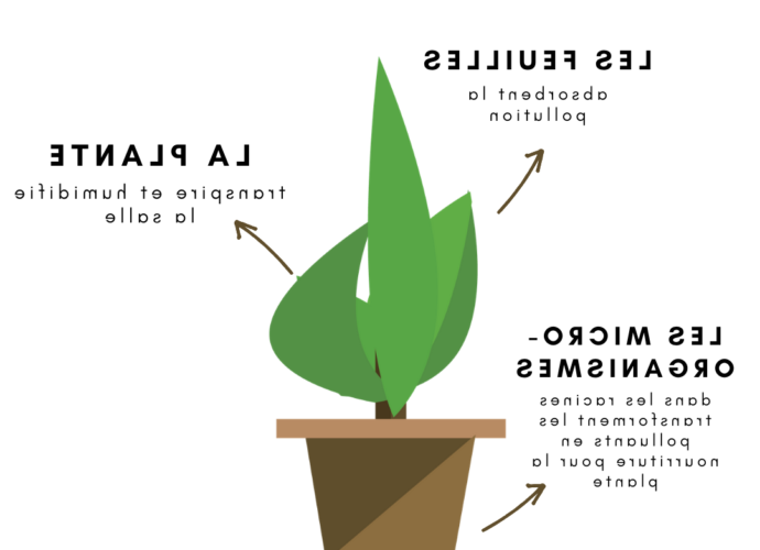 Quelles sont les plantes anti polluantes ?